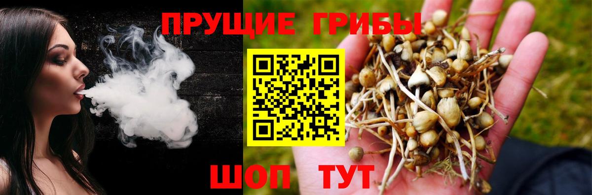 Псилоцибиновые грибы Psilocybine cubensis Междуреченск